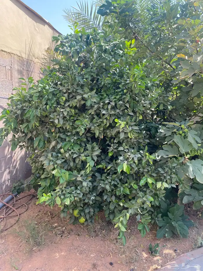 شجر برتقال ابو صرة 2