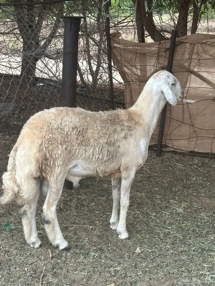 فحل حري مشروط 1