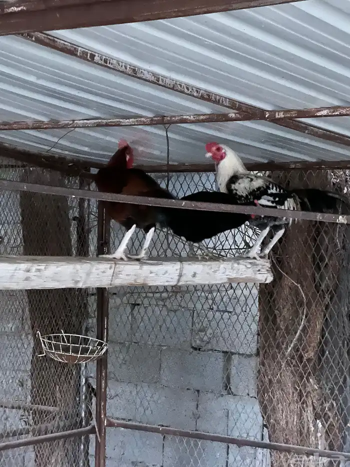 ديكه بلدي شباب 0