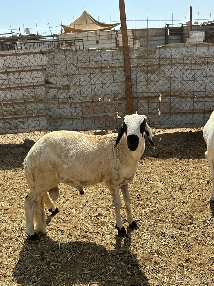 الوسام للذبايح الحري والسواكن 24