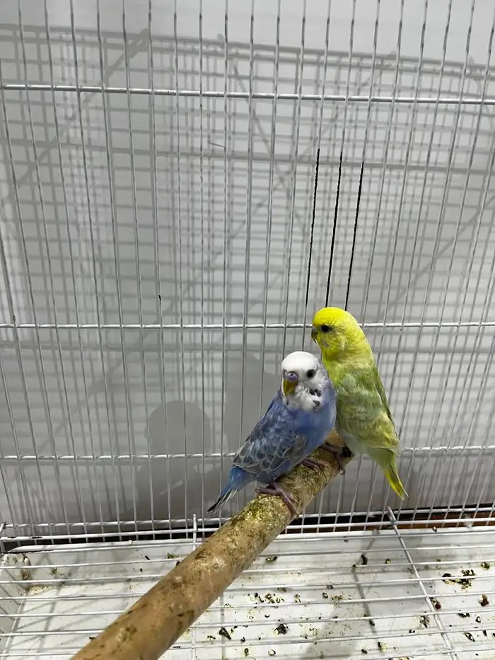 جوز بادجي 0
