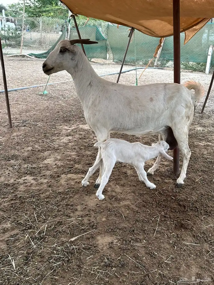 عنز بيشيه عفرا فاخره تحتها تيس 2