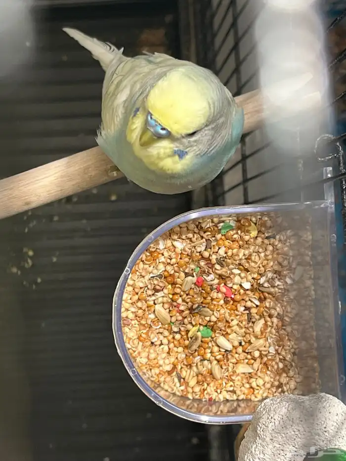 عصفورين من نوع طيور الحب العصفورين ب 100 ريال  50 مع القفص 5