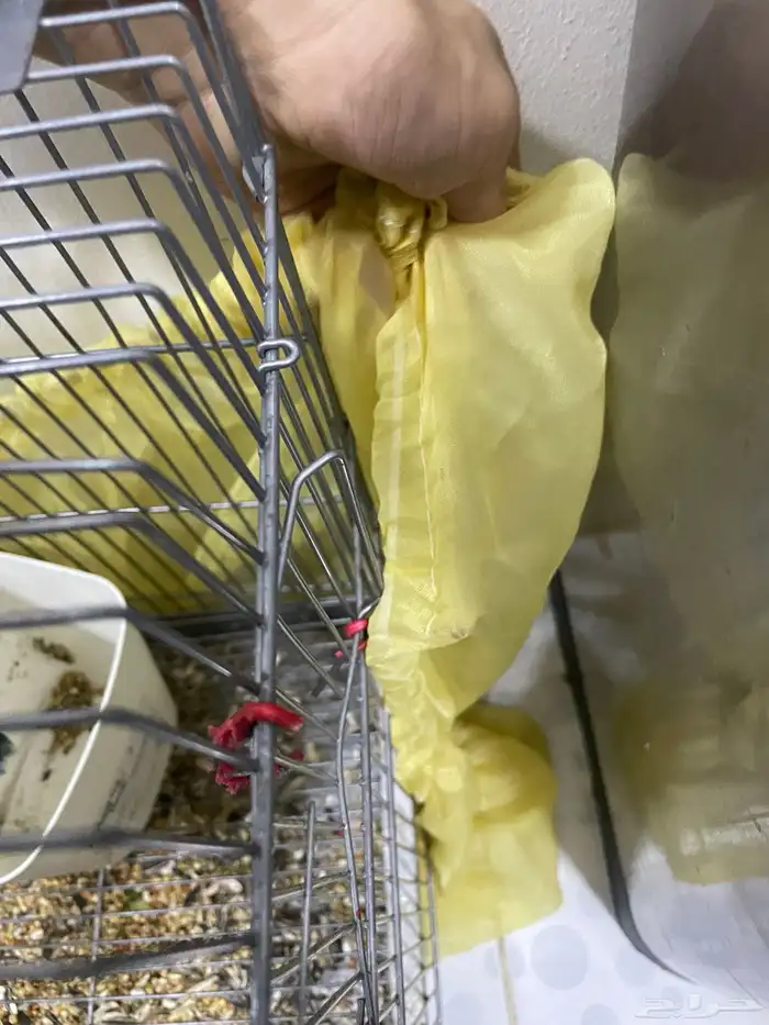 طير روز عصفور روز 4