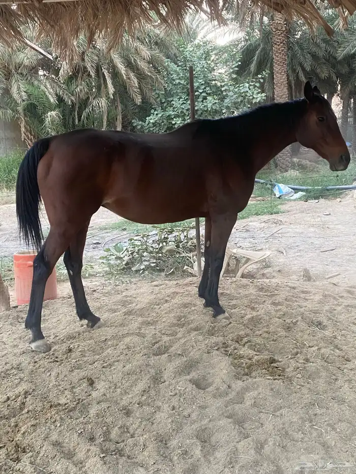 للبيع فرس 1