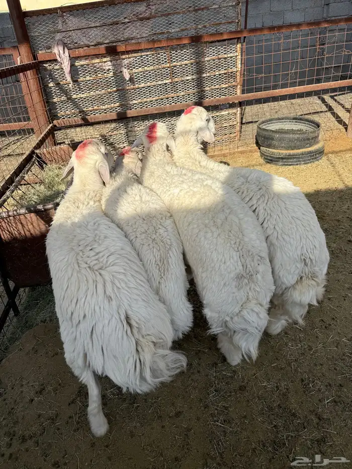 طليان وتيوس ذبايح نظيفه ع الشرط ( سلخ وتوصيل ) 0