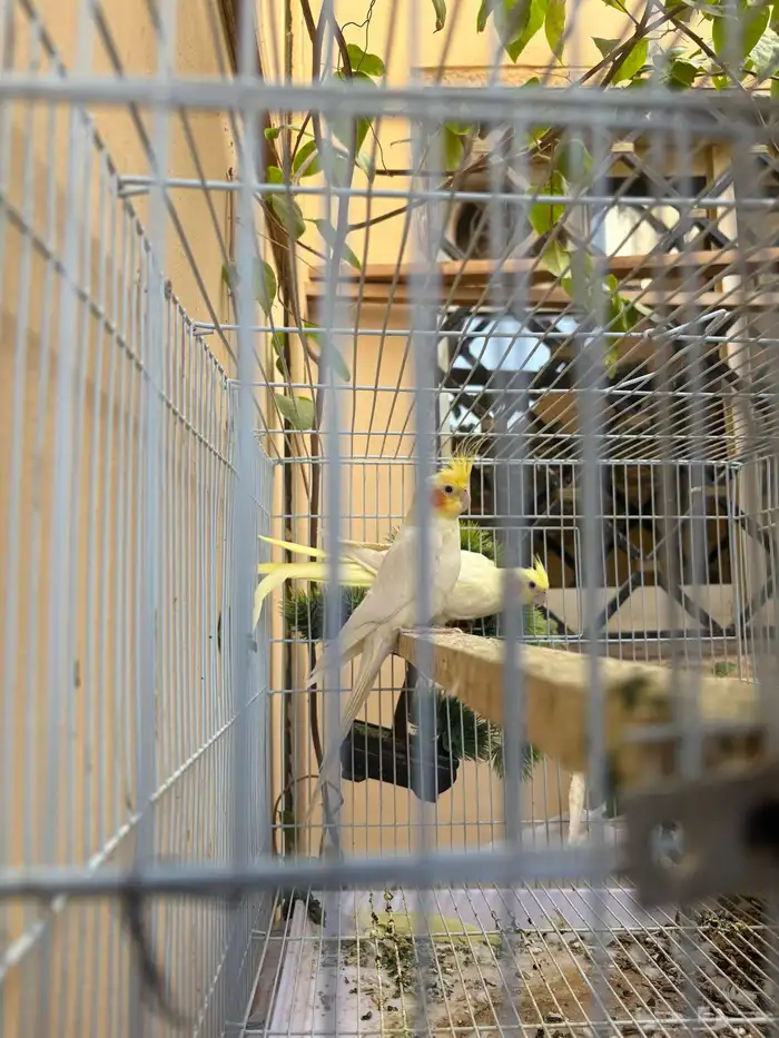 كروان للبيع 1