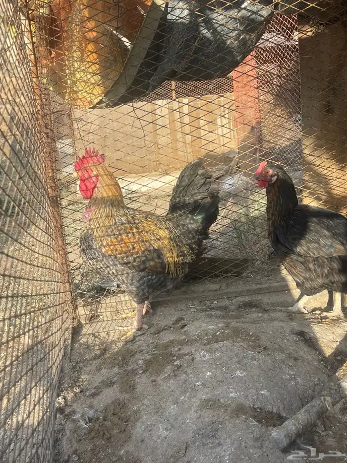 دجاج تركي بيور حجم جانبو 4