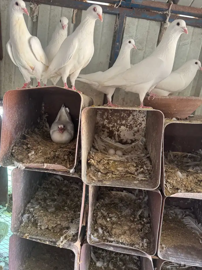 حمام فرنسي منتج 2