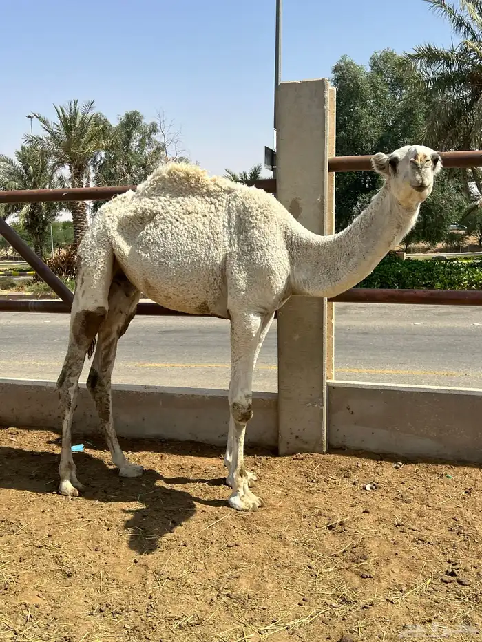 قعود باتلي جده حاكم بن قريع وسليم من العذاريب 3