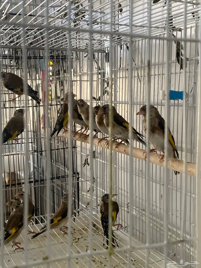 حسون سوري فراخ تم البيع 0