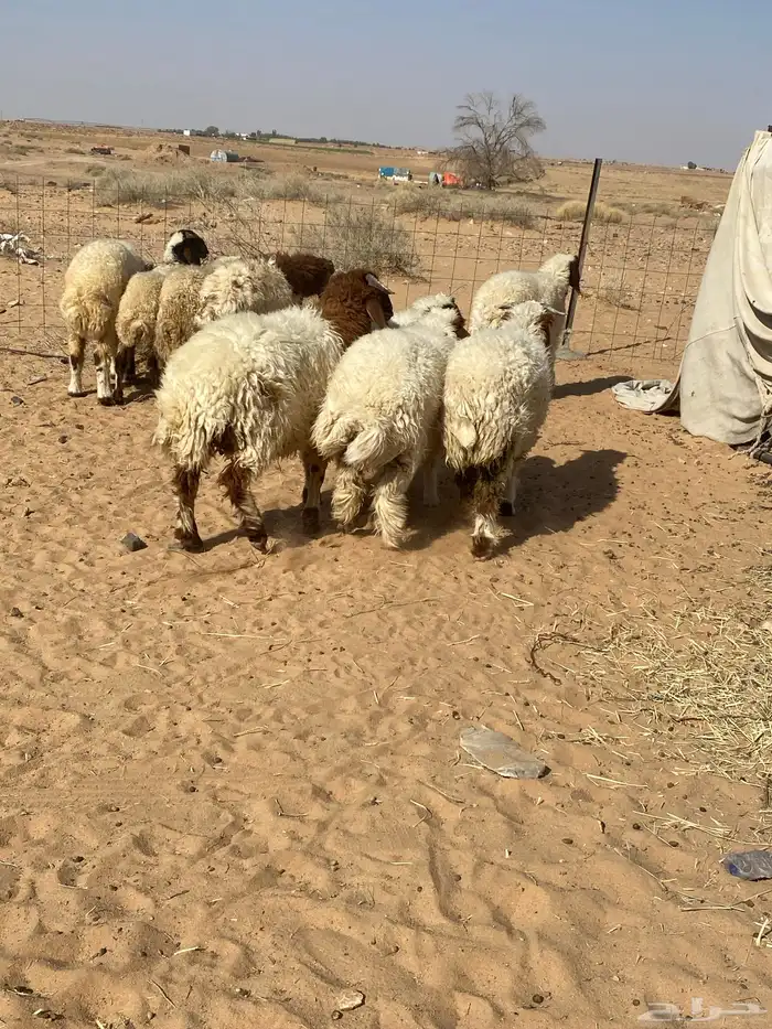 بهم نعيم 1