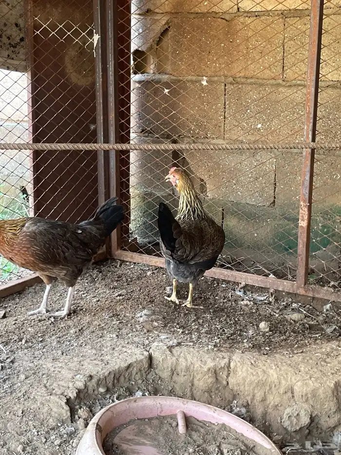 دجاج عربي اصيل 1