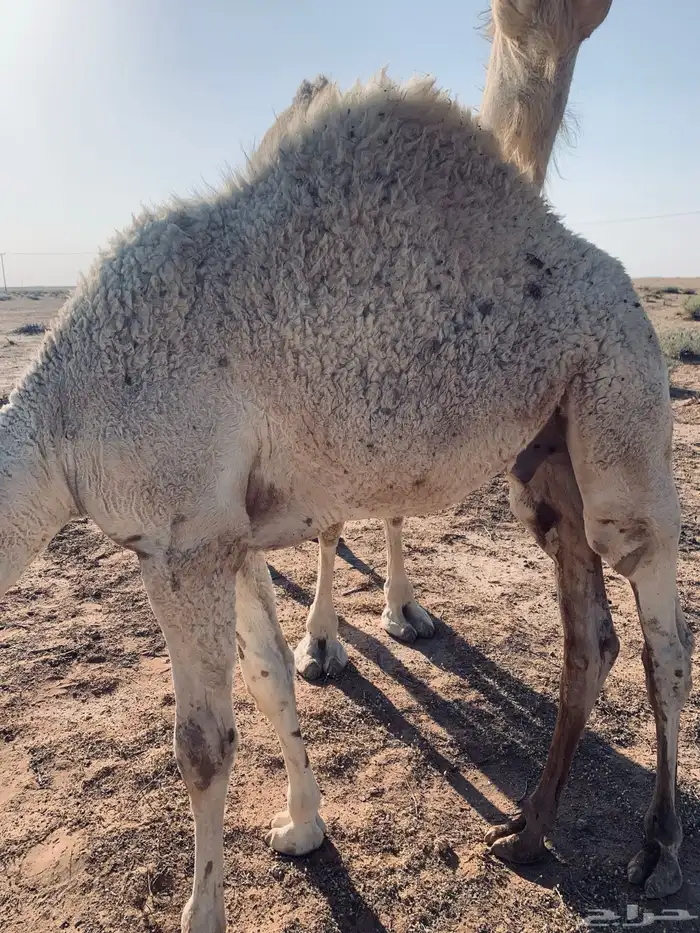 للبيع حاشي طيب عمره 5 شهور 1
