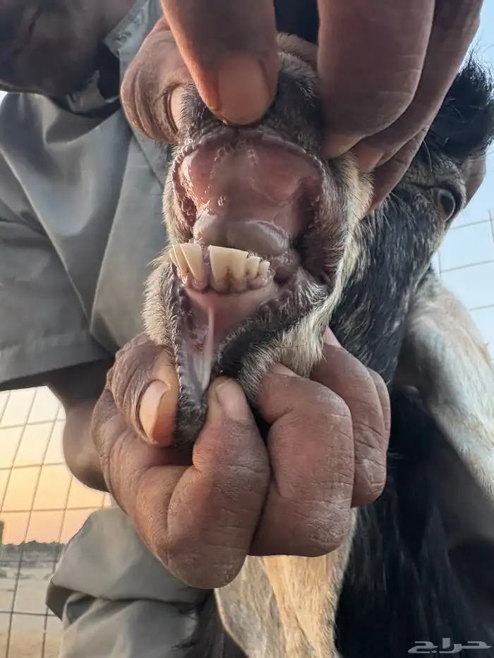 مشروع فحل عارضي صنف 4