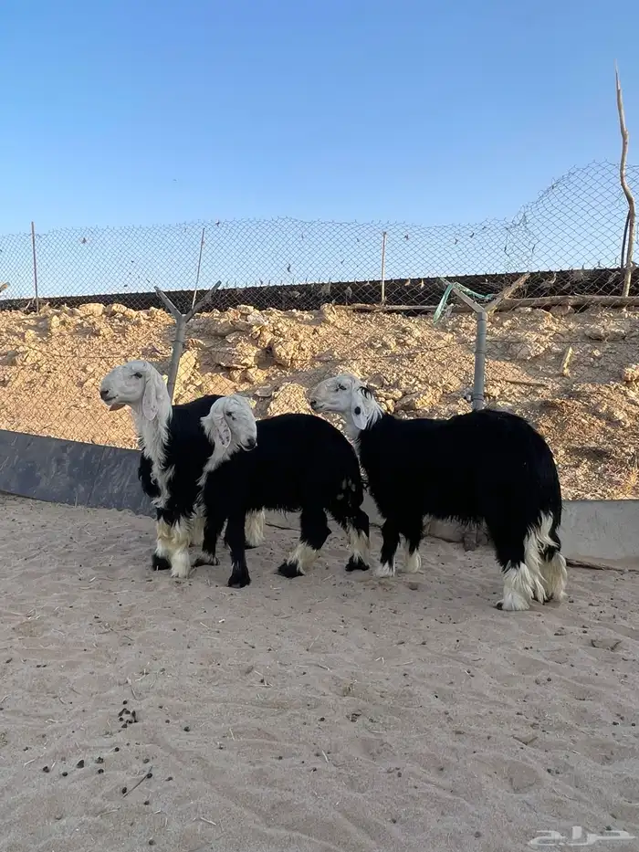 للبيع بهم نجد ونعيم العدد 7 2