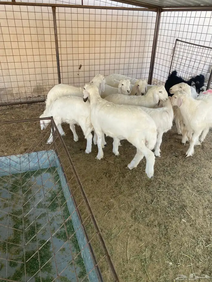 طليان خرفان 0