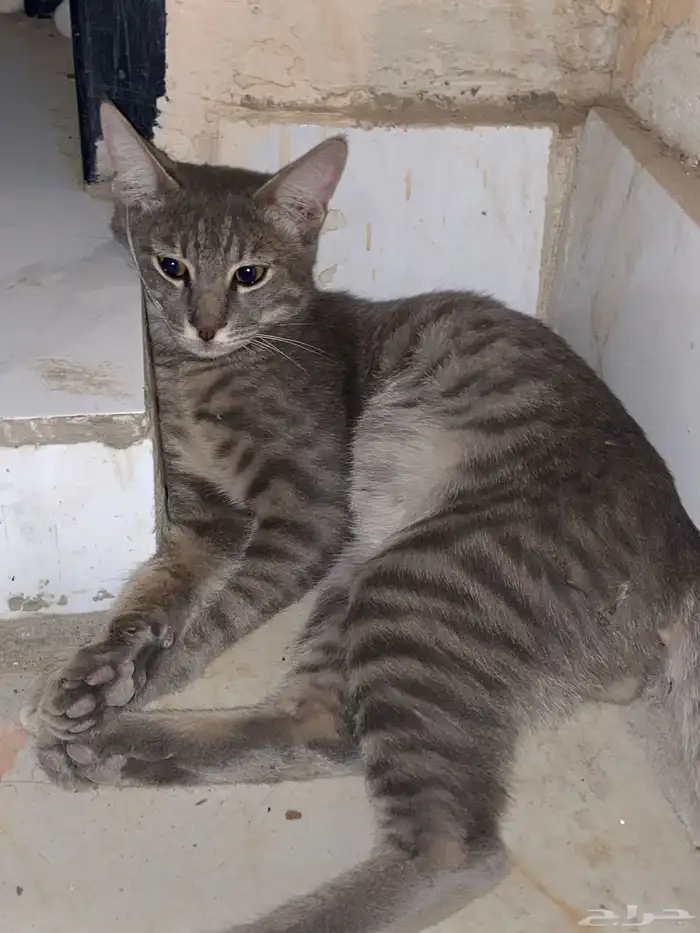 قطوه مفقودة في حي المحمدية الي يتعرف راعيه ياكلمن الجنس ذكر 3