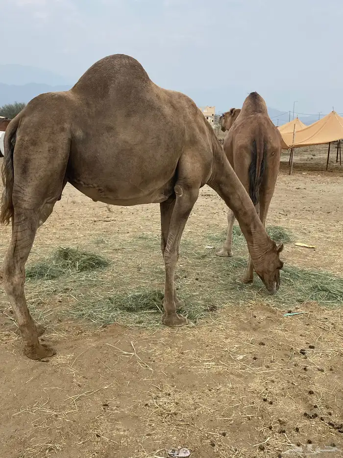 نياق مشروط شرط 1