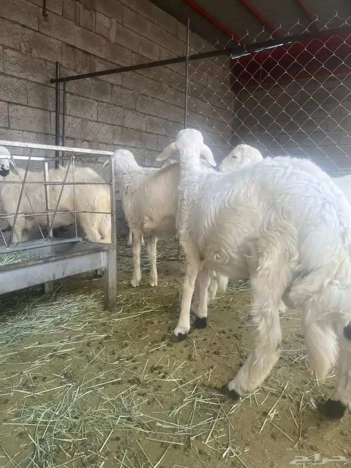 خروفين للبيع 4