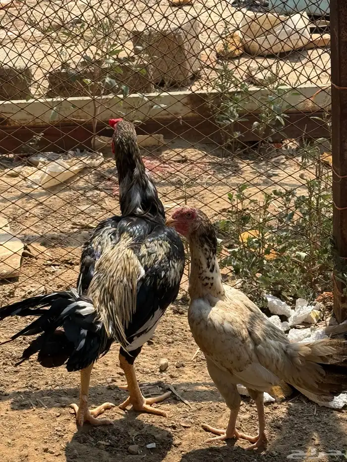 ديك ودجاجه 2