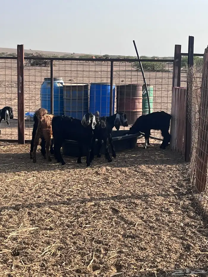 تيوس تم البيع 3