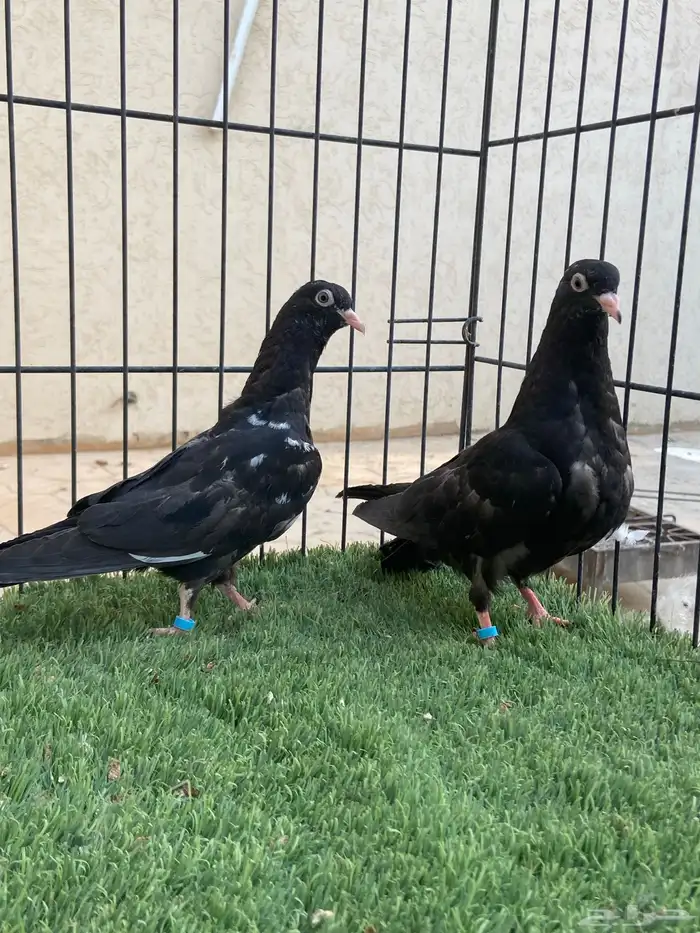 طبة رامبوري 1