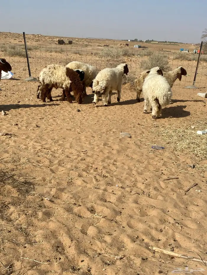 بهم نعيم 4