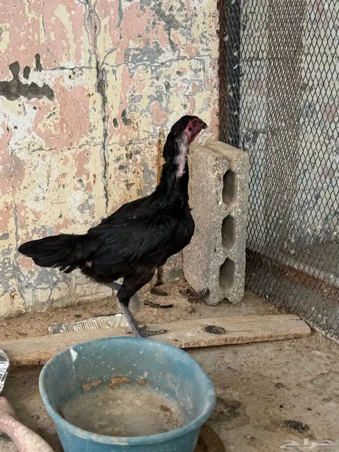 دجاجه هنديه 1