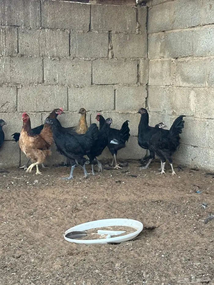 دجاج تركي اسود 13