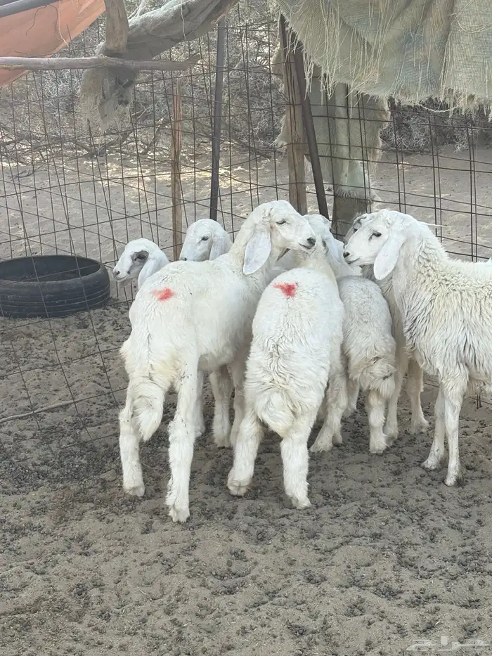 5 طليان أعمارها من 3 شهور 0
