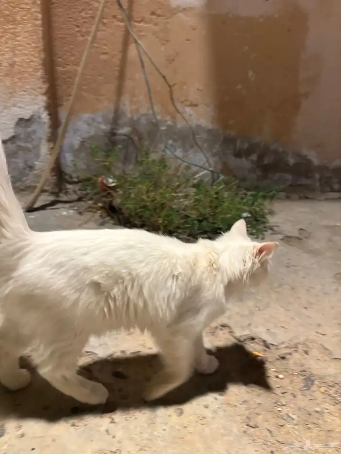 قطة شيرازية للبيع 0