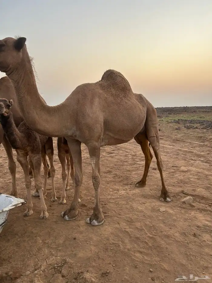 ناقه خلفه طيبه ب الحيل و حليبه سكر معه بكره 1
