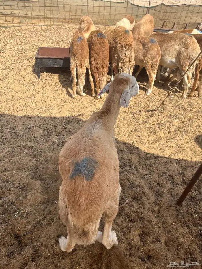 سواكني تربيه 0