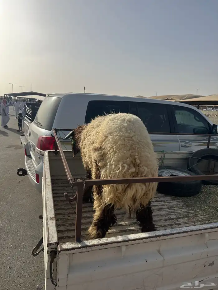 خاروف نعيم جذع تم البيع 1
