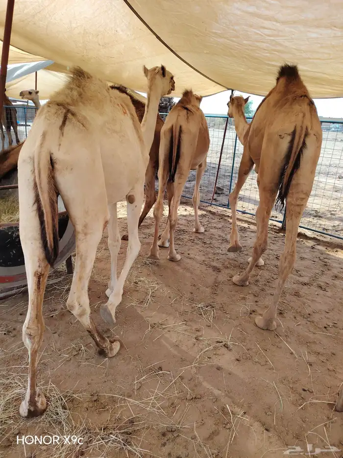 قعدان مفاريد جملة وتفريد 1