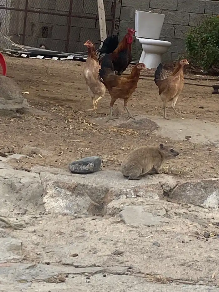دجاج بلدي كفو 8
