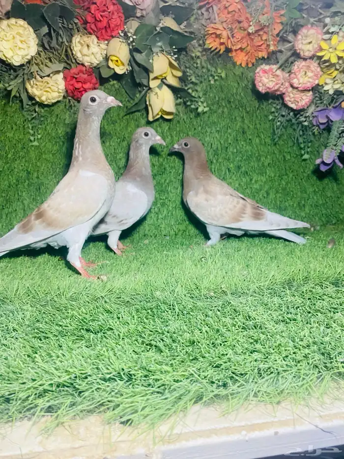للبيع طبات زواجل 4