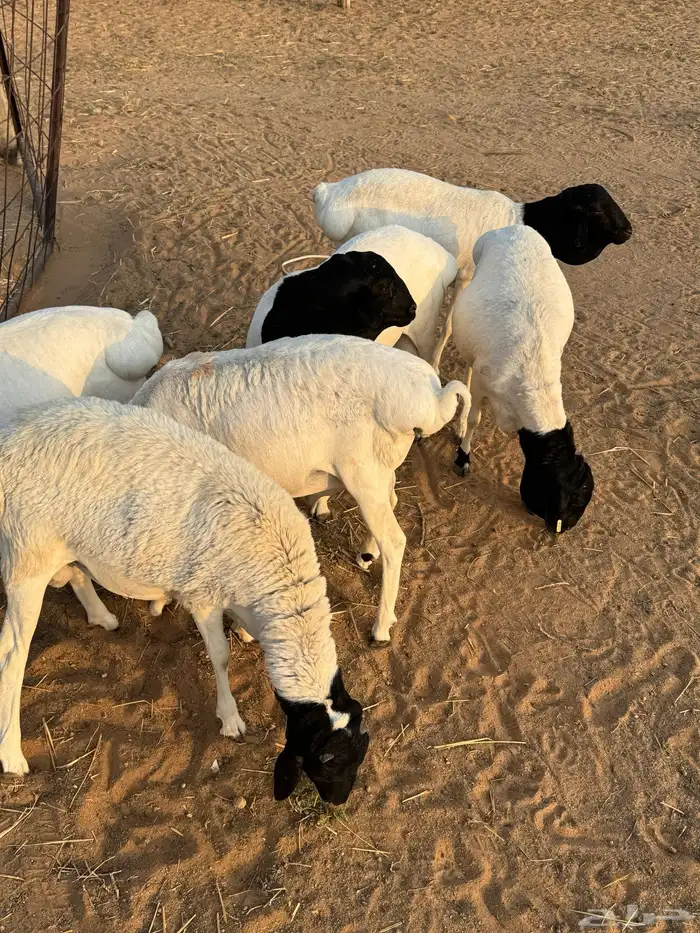 للبيع برابر 2