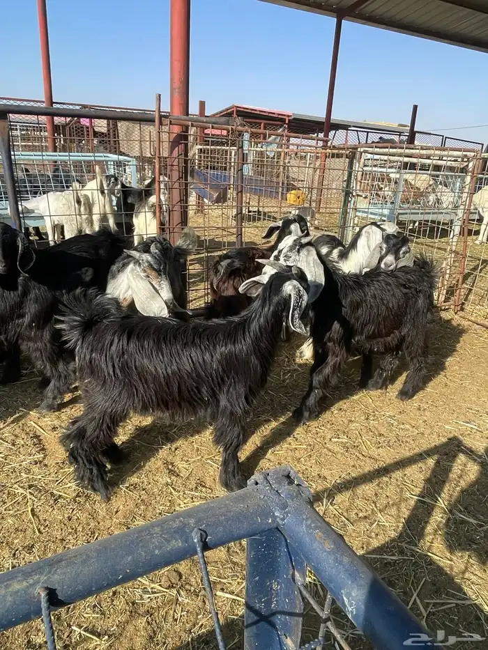 تيوس وجفرات 22