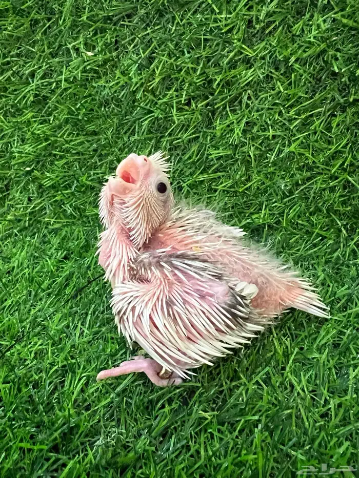 فرخ كروان هولندي هيفي بايد ( تم البيع ) 1