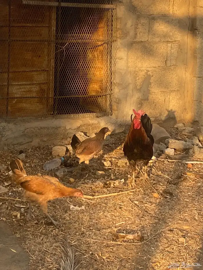 دجاج بلدي كفو 4