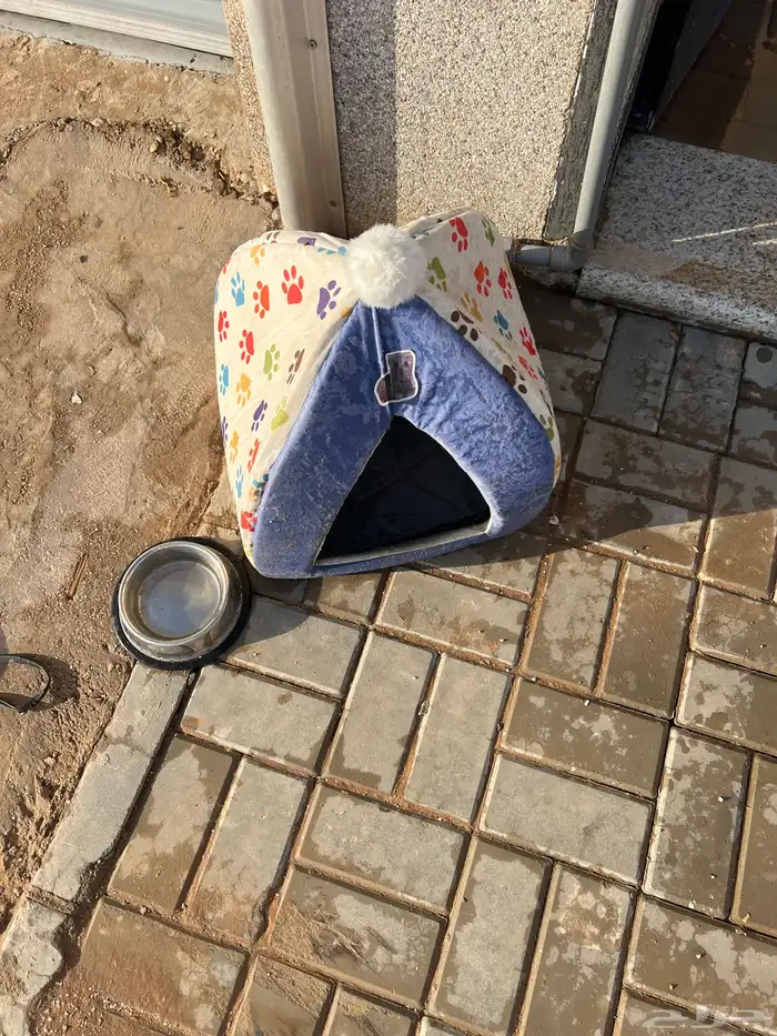 قطة للتبني الي يبغاها مع بيوتهم 5