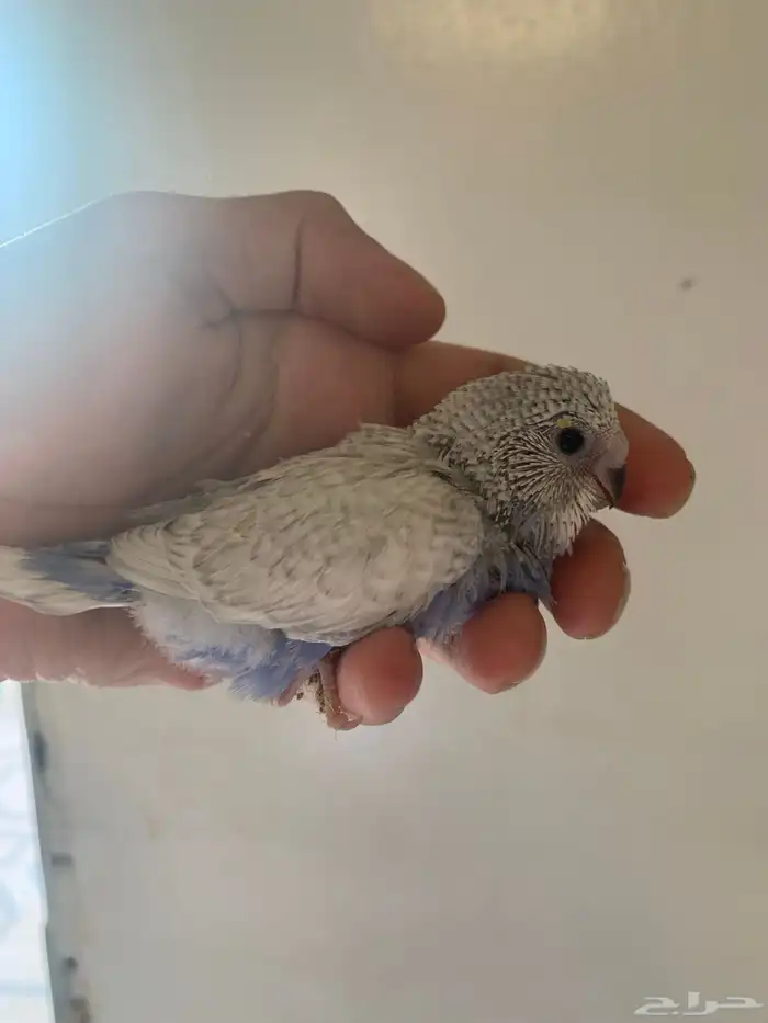 جوز بادجي منتج مع عياله 2