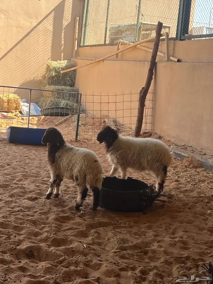 نعيم خرفان 0