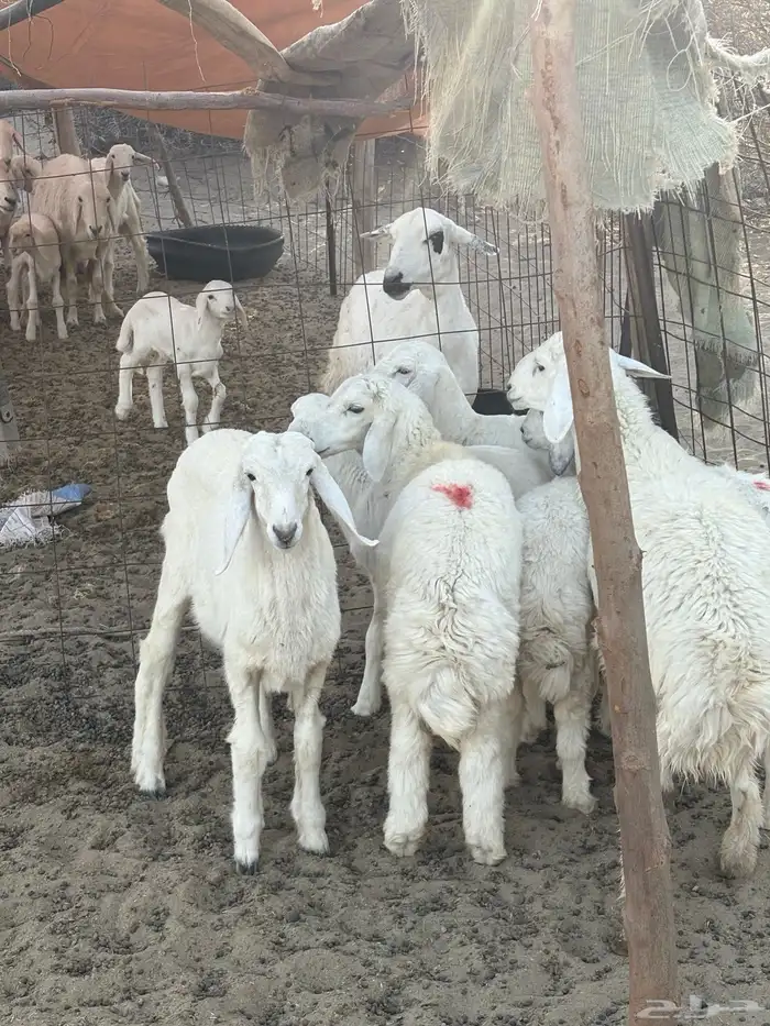 5 طليان مابين شهرين ونص وثلاث شهور الموقع تربة 2