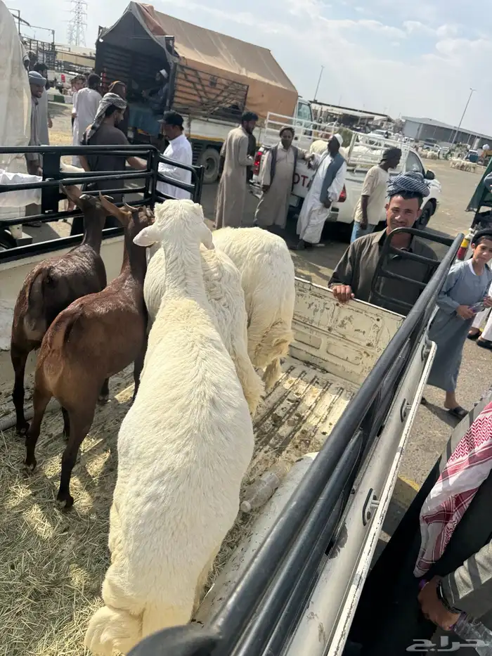 ثلاث طليان وعناقين كففو 2