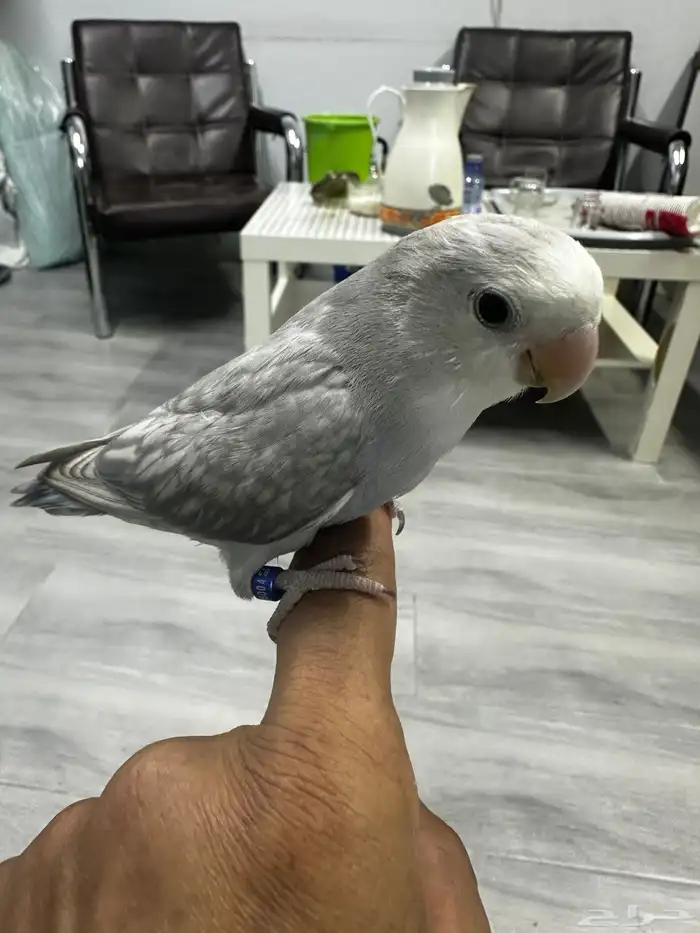 روز اليف 1
