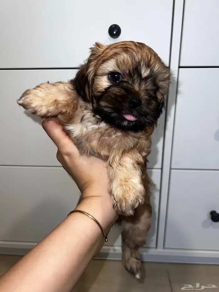 Shih tzu for adoption 1