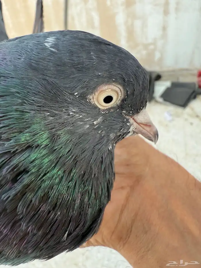 جوز رام بوري بيور 3